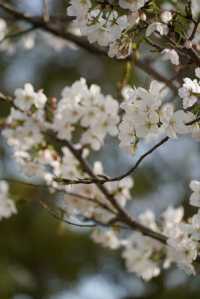 上海大寧公園的鬱金香已到盛花期