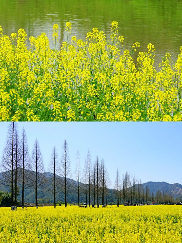 江西上饒賞油菜花‖打卡避坑攻略