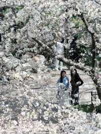 今日賞櫻必到｜虹口足球場櫻花季限定浪漫！
