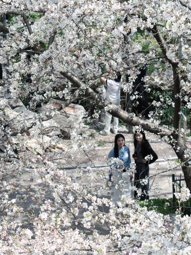今日賞櫻必到｜虹口足球場櫻花季限定浪漫！