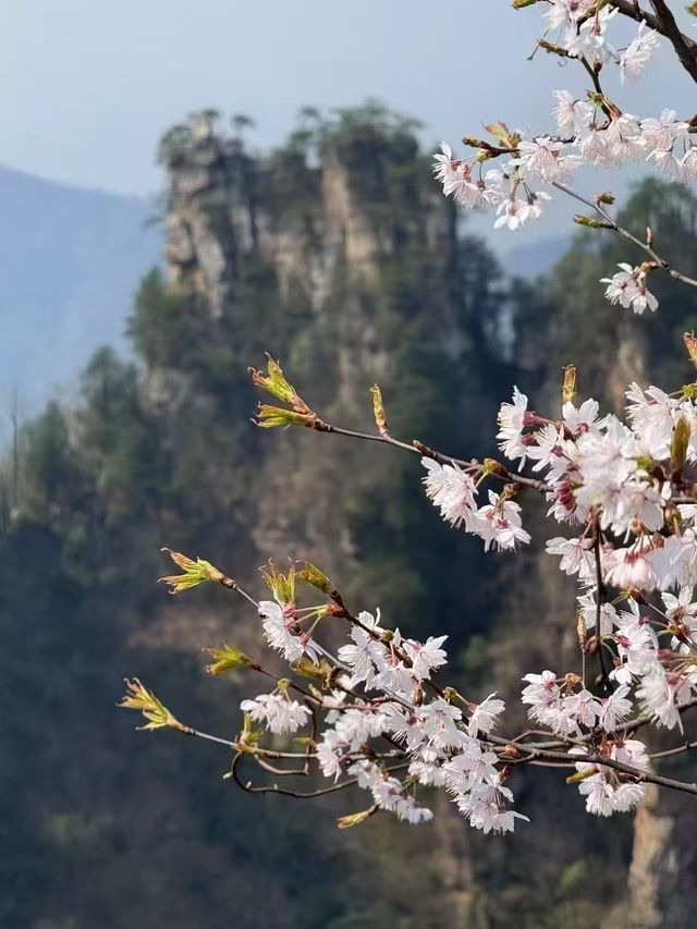 穿越四季的魔法在懸崖上凝固。