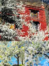 金川｜4-5月旅遊寶藏地，保姆級攻略！