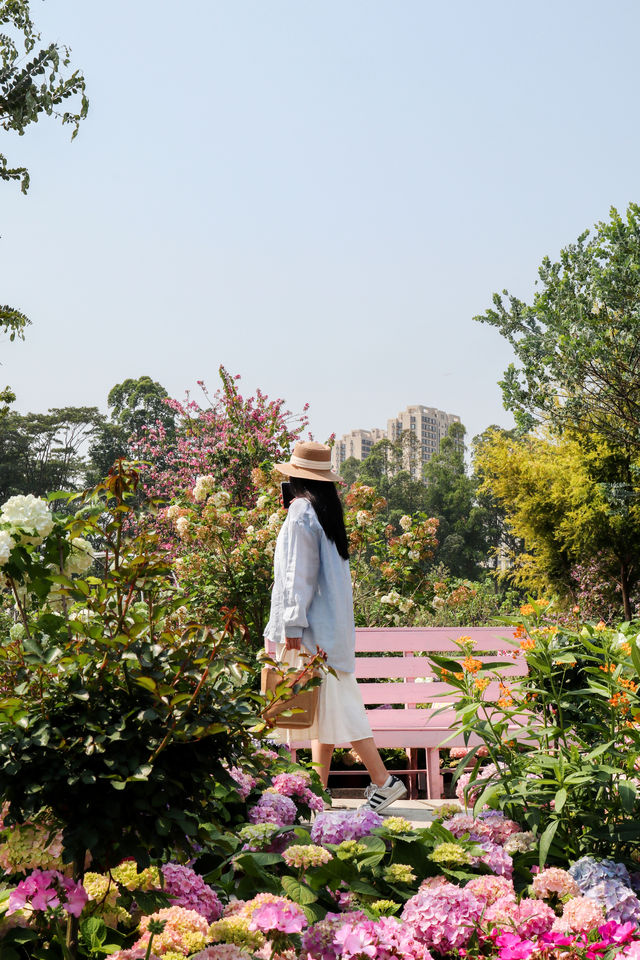 東莞賞花｜油畫般嘅現實繡球花海