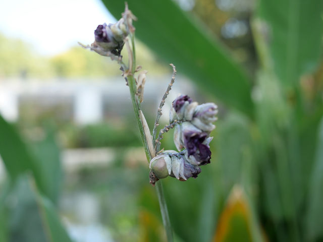 中山植物園（北園）| 四時之景 無不可愛