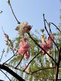 Spring in Hangzhou is the best