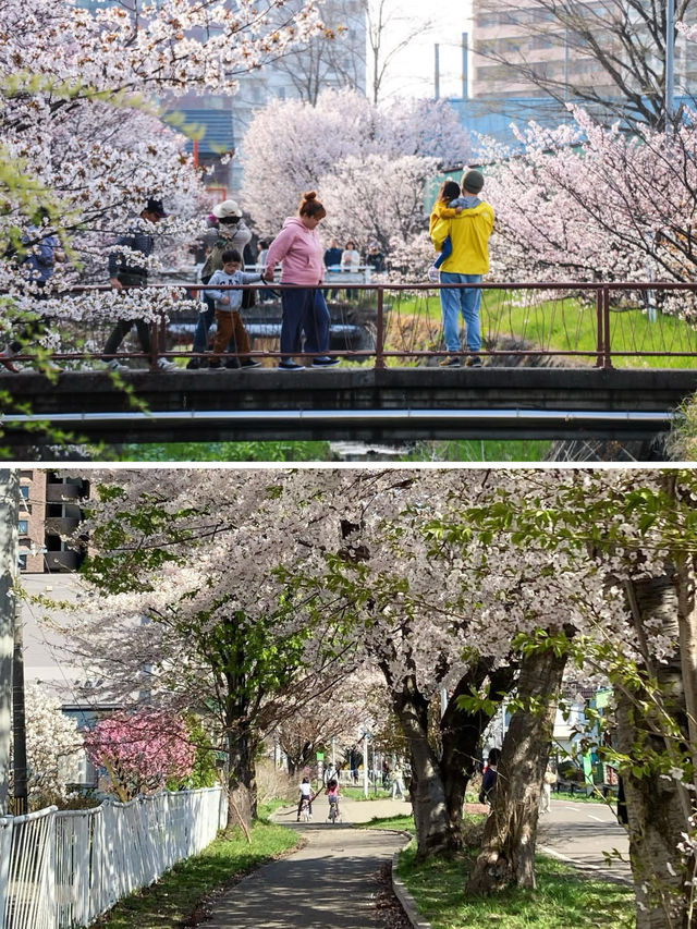 札幌賞櫻花～五月也不晚，剛好可以安排在五一出行！