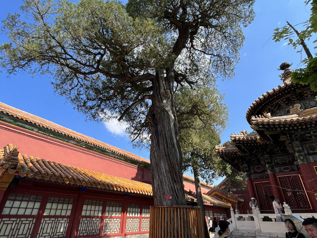 故宮御花園｜紅牆金瓦下的皇家秘境🌸