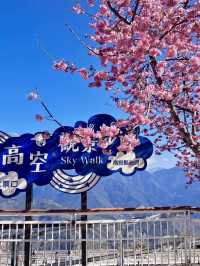 雲霧間的粉紅幻夢——南投青青草原櫻花行