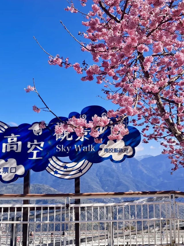 雲霧間的粉紅幻夢——南投青青草原櫻花行