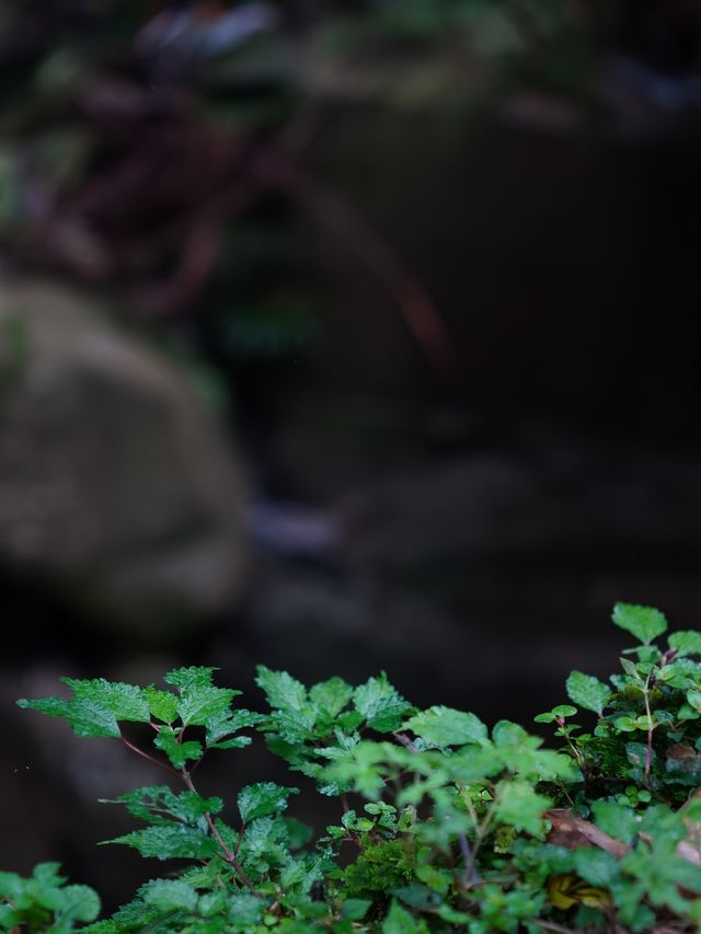 一齊森呼吸｜崇州金鳳山徒步分享