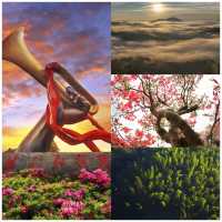 【井岡春韻：紅與綠交織的沉浸式旅行】