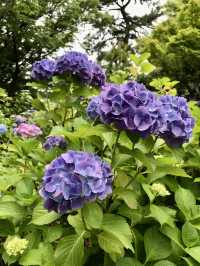 #多摩川台公園嘅繡球花