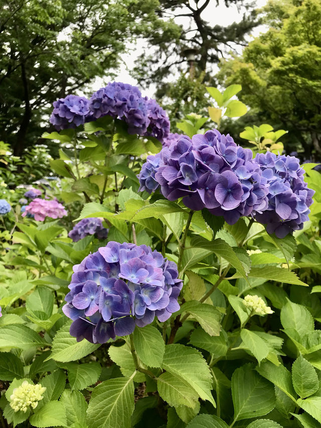 #多摩川台公園嘅繡球花