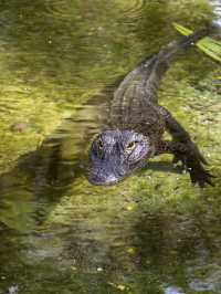 探索奧蘭多鱷魚樂園Gatorland