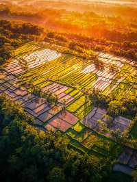 Discover Bali’s Top 5 Rice Terrace Views! 📷