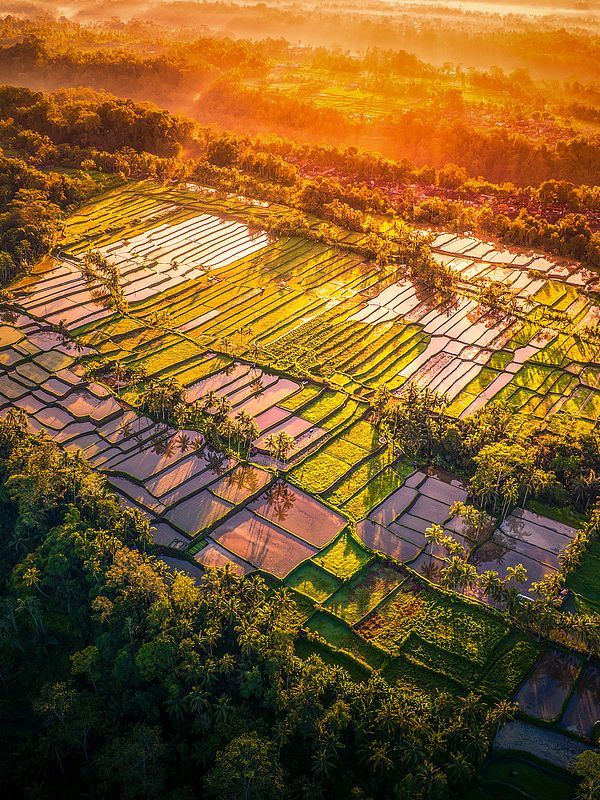 Discover Bali’s Top 5 Rice Terrace Views! 📷