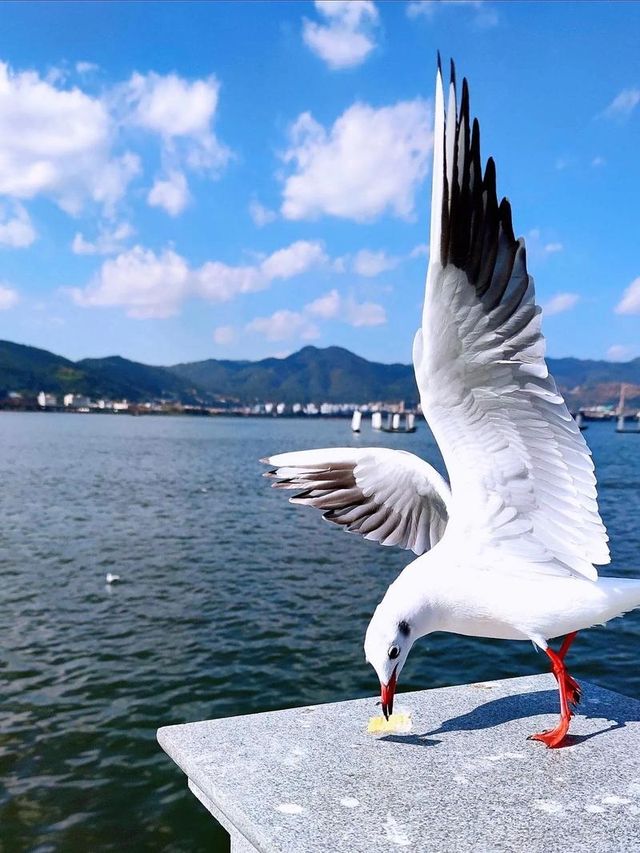雲南滇池「高原明珠」旅遊攻略！