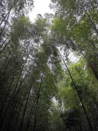 發現江蘇人對浙江山水嘅執念真係好深  星期六朝早8點從南通一路揸車到桐廬（桐廬係杭州嘅一個縣城）； 桐廬