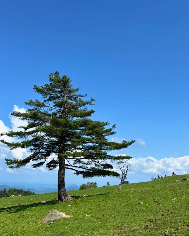 白山市旅遊攻略版！