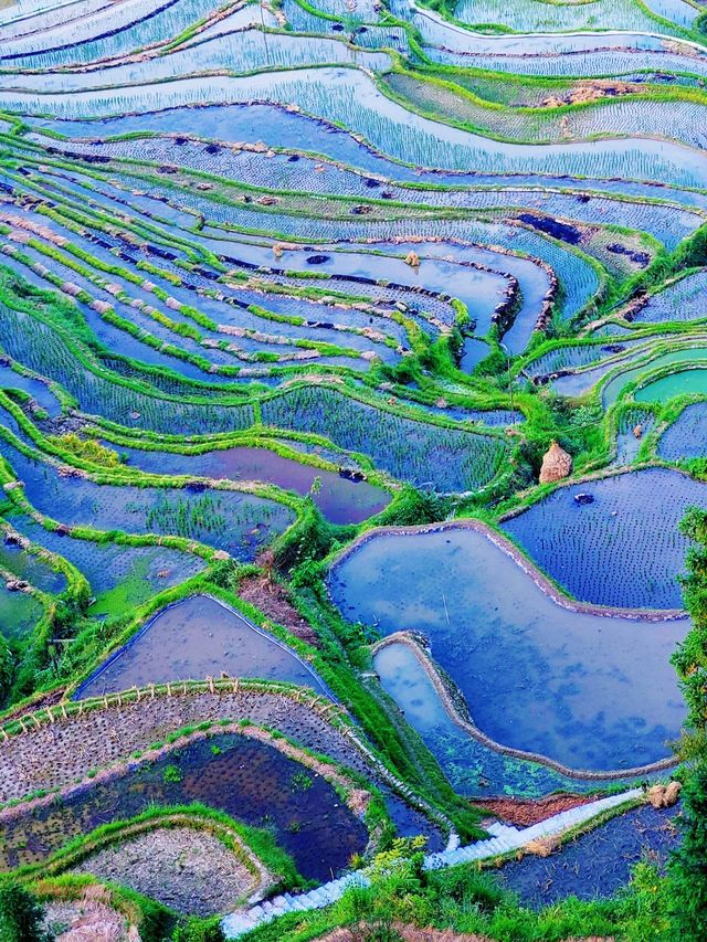 貴州秘境｜加榜梯田2025最新旅行攻略比龍脊更早金黃！