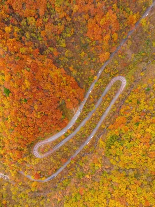 國慶後錯峰遊一定帶父母來看光霧山紅葉