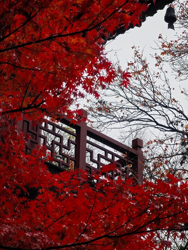 南京棲霞山看棲情萬種