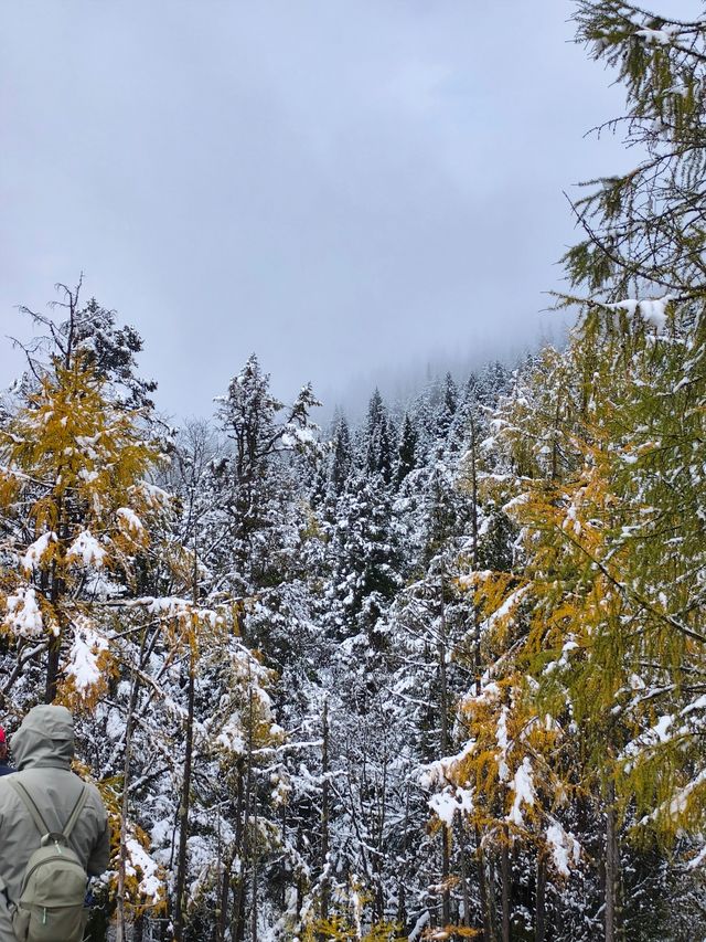 黃龍下雪真的太好看了 黃龍下雪真的太好看了