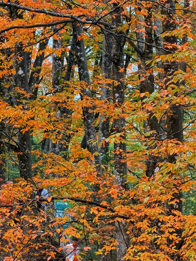 秋天不去米倉山，真對不起這滿山紅透的楓葉！