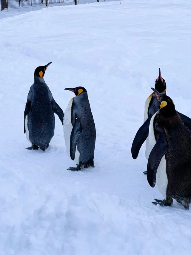 北海道6天5晚赴一場粉雪與藍調之約 北海道6天5晚赴一場粉雪與藍調之約