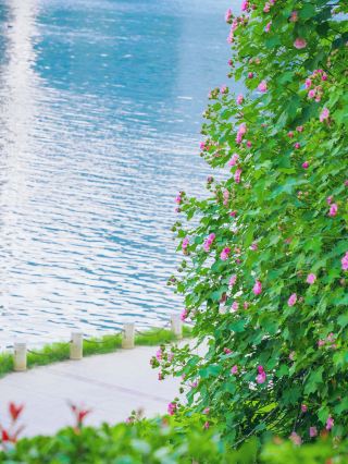 ฤดูกาลดอกชบาบานที่ฉางซามาถึงแล้ว! บันทึกจุดถ่ายภาพสวย ๆ เหล่านี้ไว้เลย!