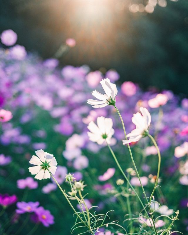 大阪長居植物園旅拍小師妹花海裡笑靨如花