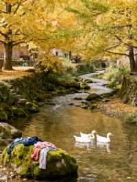 探秘11月貴州妥樂村：世界古銀杏之鄉的金色靜美