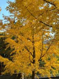 曲江秋日限定金黃秘境