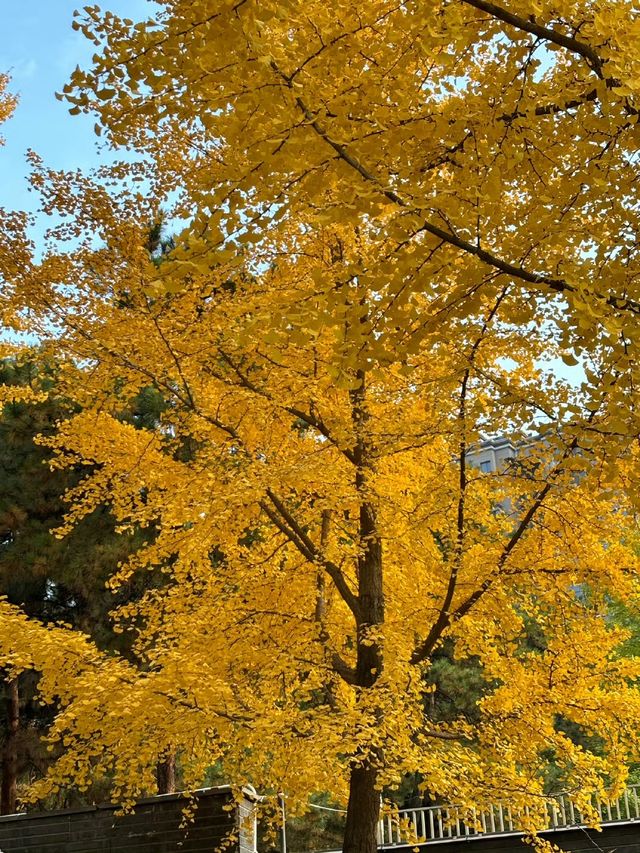 曲江秋日限定金黃秘境