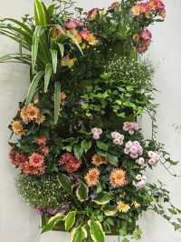 曲水園的菊花展已經幫你們看過了