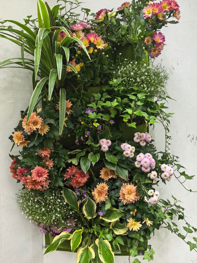 曲水園的菊花展已經幫你們看過了 曲水園的菊花展已經幫你們看過了