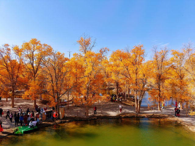 金秋必衝!金塔胡楊林500字治癒系攻略 金秋必衝!金塔胡楊林500字治癒系攻略