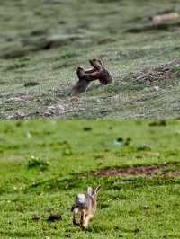 探秘甘南藏族自治州美仁大草原！