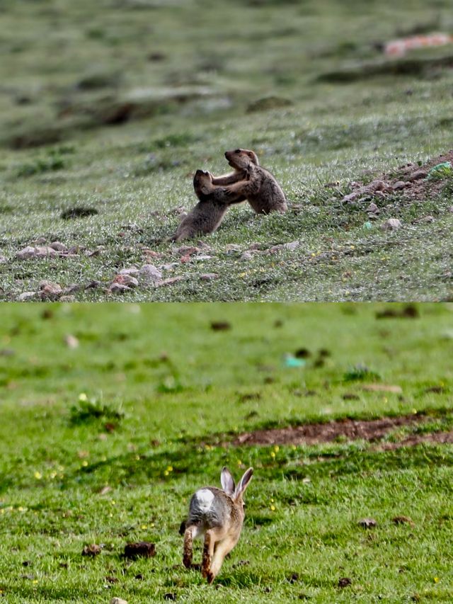 探秘甘南藏族自治州美仁大草原！