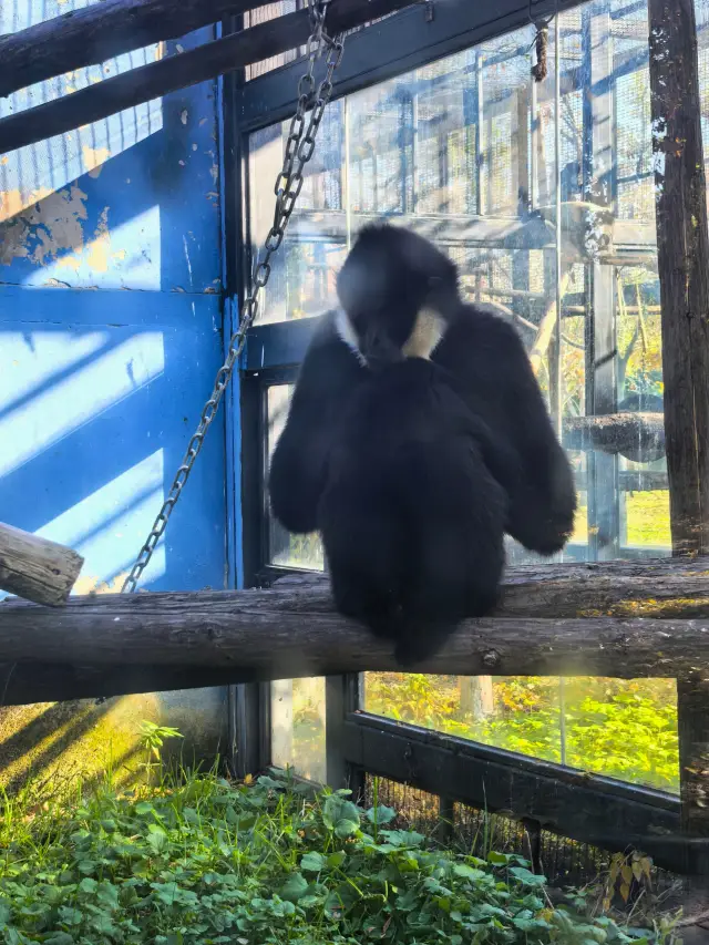 초겨울 베이징 동물원 가이드 실내 보온 동물 관람 안내