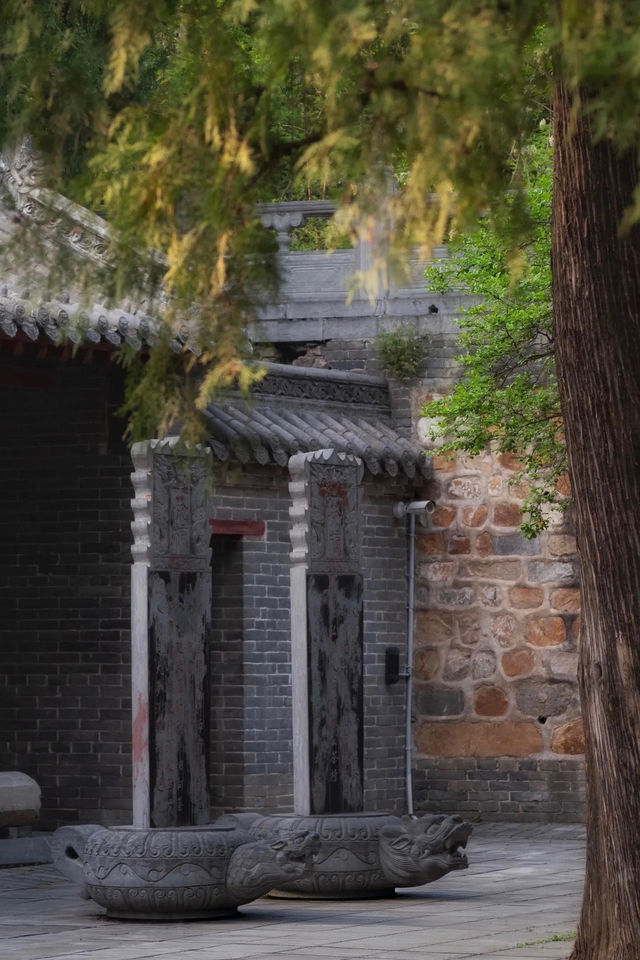 登封最佳銀杏拍攝地