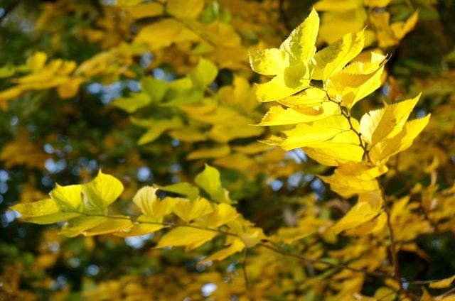 深秋「好色」去上海植物園 深秋「好色」去上海植物園
