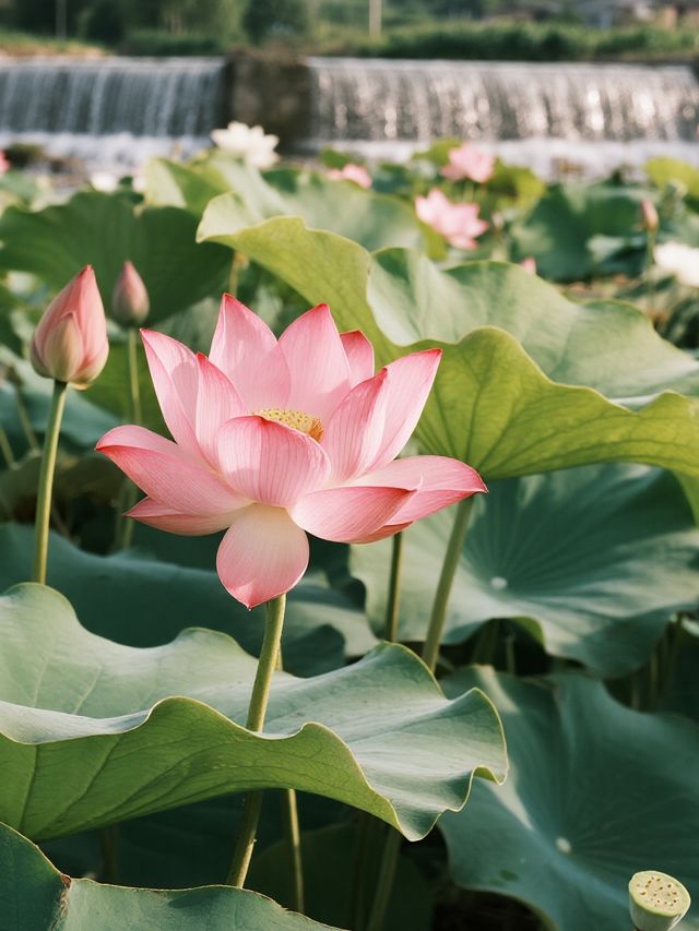 帶娃去沙漠不踩雷！響沙灣蓮花酒店全攻略
