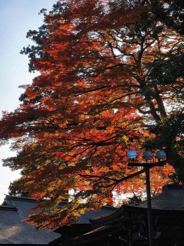 關東絕景!高尾山紅葉狩全攻略錯過再等一年 關東絕景!高尾山紅葉狩全攻略錯過再等一年