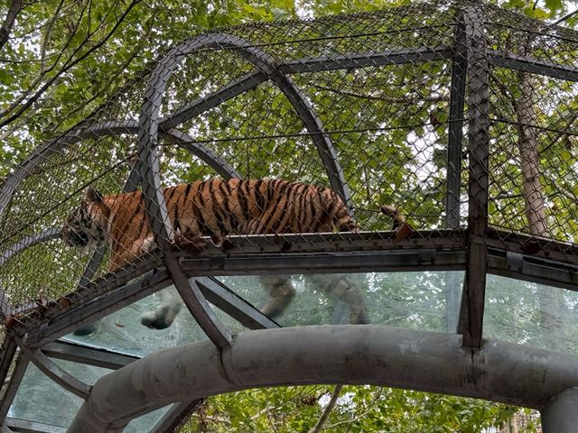 寧波野生動物園一日遊攻略!熊貓控千萬別錯過~ 寧波野生動物園一日遊攻略!熊貓控千萬別錯過~