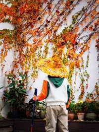 成都周邊必打卡絕美金黃銀杏林拍照攻略