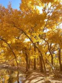 鎏金十月，赴敦煌胡楊之約，宿杏子酒店享絲路便利