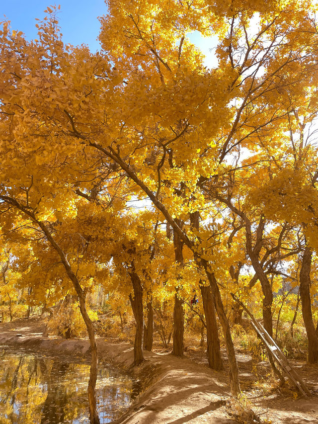 鎏金十月，赴敦煌胡楊之約，宿杏子酒店享絲路便利