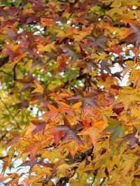 秋霜送君千里遠，月候來年嶺上紅