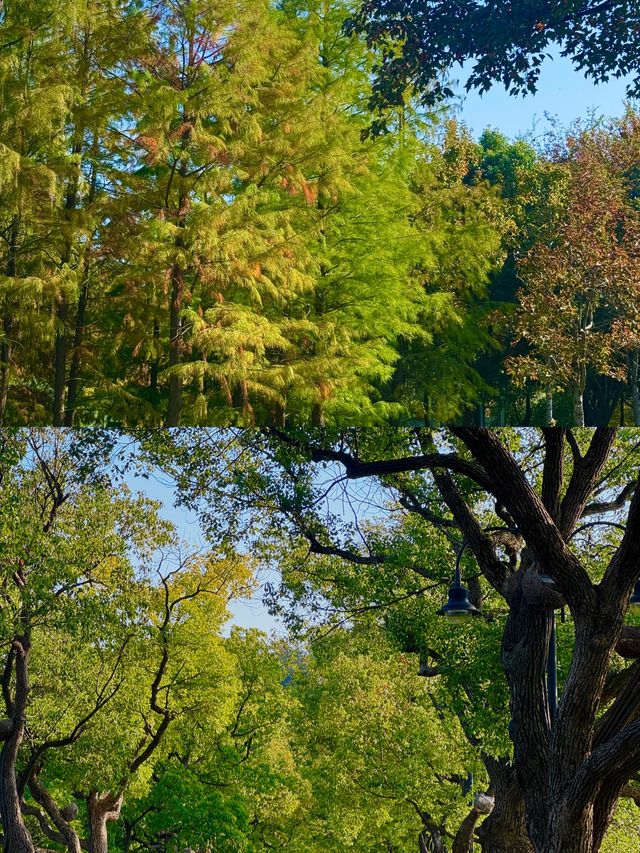 武漢東湖騎行封神!20km秋景路線,每一幀都美到窒息 武漢東湖騎行封神!20km秋景路線,每一幀都美到窒息